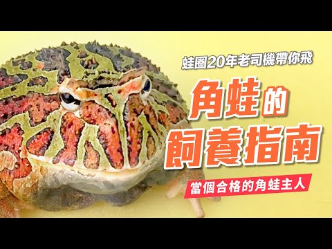 養角蛙招財