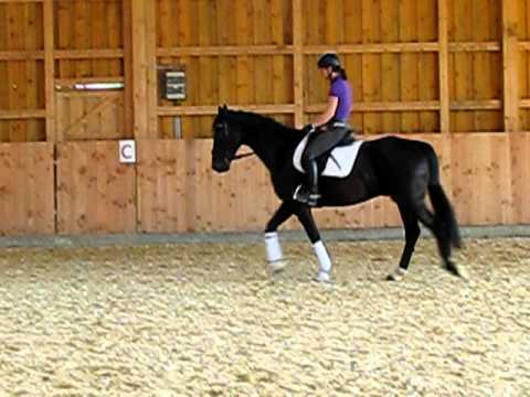 Don Johnson Isabell Werth-Züchterin verkauft Rappwallach