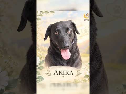 En memoria de Akira 🐾💛 | Despedida de mascotas en Carepa