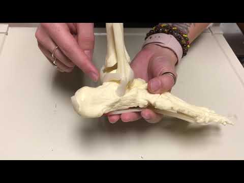 Ankle Joint Structures