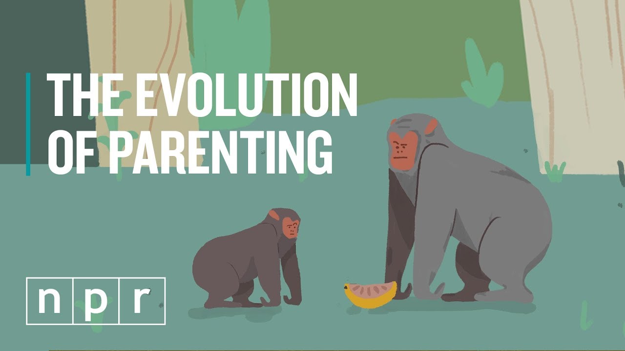 The Evolution Of Parenting | Goats & Soda | NPR