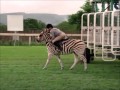 Racing Stripes First Race