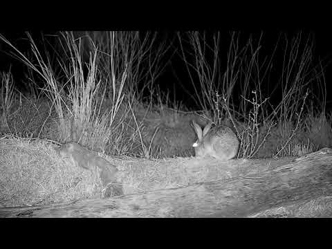 Djuma: Scrub Hare behind the old pan - 20:34 - 09/22/21