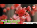 Lagu Imlek 恭喜恭喜 Gong Xi Gong Xi Selamat Selamat Translate Indonesia