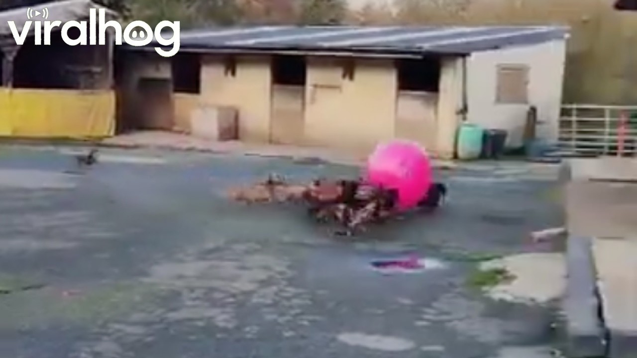 Dachshunds Chase a Giant Ball || ViralHog