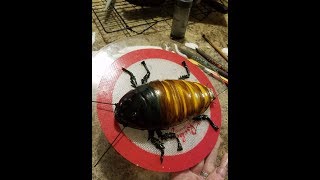 Roach Cake????