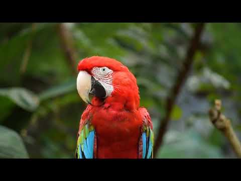 Colorful Macaw Parrots - Stunning Birds in 4K 🐦Sleep Relax Forest Ambient Sounds 4K TV 