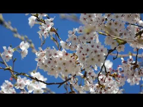 Flowers video | relaxing music | mind relaxing music | shiju _creation