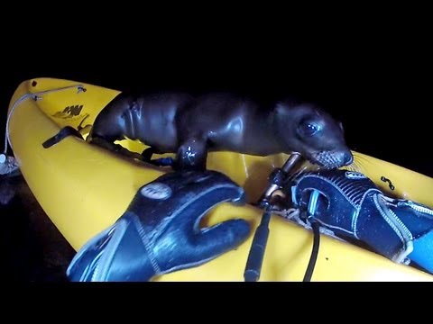 Sea Lion Pup Takes Kayak Ride