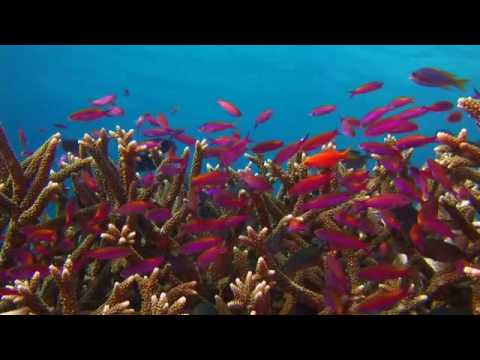 Wakatobi Dive Resort, Wakatobi,Sulawesi,Indonesien