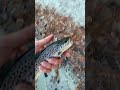 the most ethical way to kill a fish