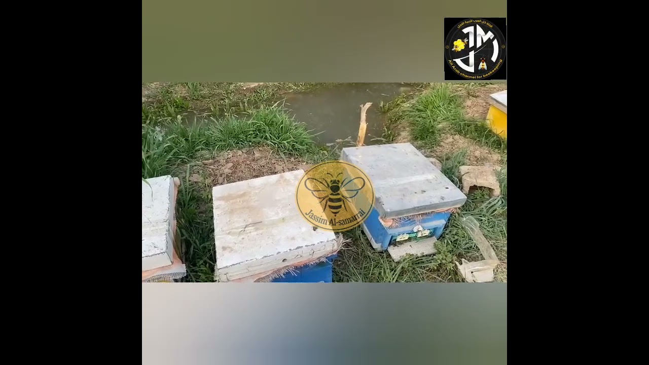 الانطلاقة الربيعية في تربية النحل والان هو دور وقرار مربي النحل 