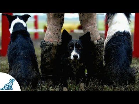 How Kayl McCann Began A Career In Dog Agility