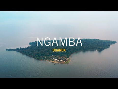 Adopt a chimpanzee and become a friend of Ngamba