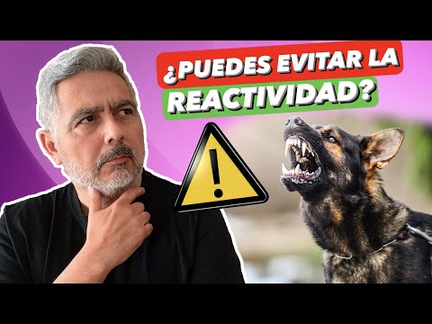 Why are dogs reactive and aggressive? ➡️ The importance of being their guide! 💯