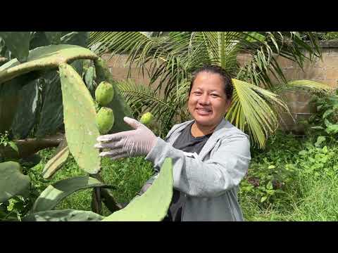 เก็บผลกระบองเพชรสายพันธุ์โอพันเทียฟิคัสอินดิก้า Opuntia Ficus Indica น้ำเพชรสวนกระบองเพชรกินได้