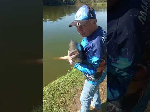 pesca de tambaqui no pesqueiro do italiano estiva Gerbi