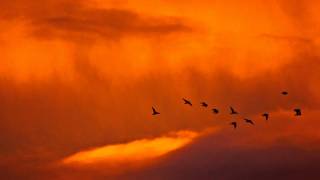 Robin Guthrie & Harold Budd - The Belles Of Saint Andrew