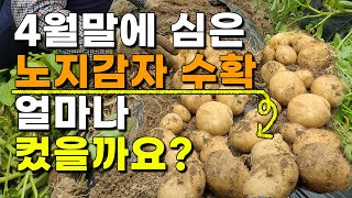 맛있는 노지감자 수확, 4월말에 심었는데 대박..? - 감자수확 감자재배 Potato Harvest