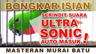 Download lagu SERINDIT SUARA ULTRASONIC BONGKAR ISIAN #serindit #kicaumania #muraibatu #masteranburung #bird mp3