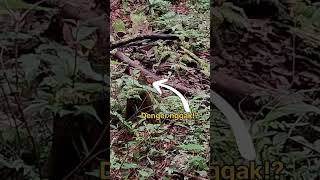 Download lagu Song of Scaly or Horsfield Thrush in the wild #scalythrush #thrush #birdwatching #birdphotography mp3