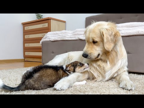 Cute Puppy Tries to Make Friends with Golden Retriever