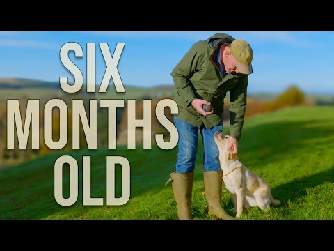 Beginner Gun Dog Training With A YOUNG Dog