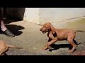 Vizsla cachorro en venta