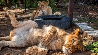NOTHING BEATS VOLUNTEERING WITH ANIMALS!