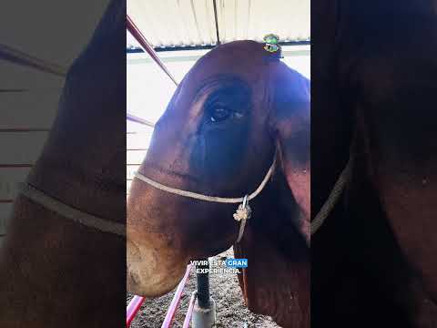 🌾🐴 ¡La cuenta regresiva ya comenzó!