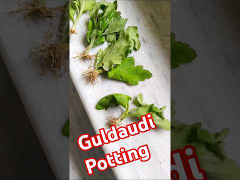 How to potting small saplings of Chrysanthemum / Guldaudi #gardening #nature #shorts #flowergardenin