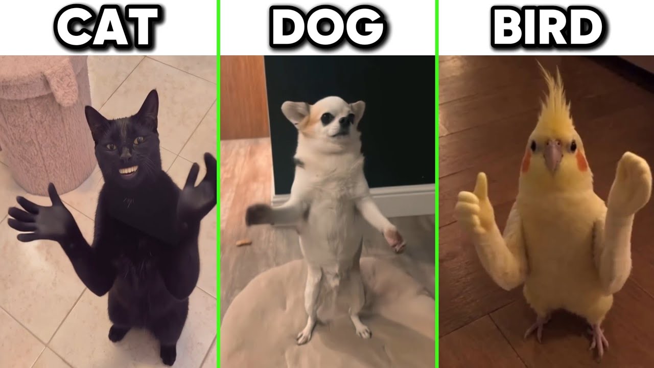 Cat Clapping Hand vs Dog Clapping Hand vs Bird Clapping Hand