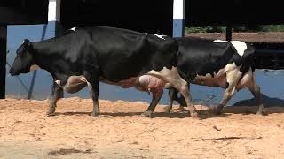 Vídeo 35 - 1ª ETAPA MEGA LIQUIDAÇÃO TOTAL AGROPECUÁRIA MARAJOARA - DIA 4 | GADO GIROLANDO E HOLANDÊS