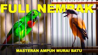 Download lagu Burung serindit vs Cendet Full NEMBAK #serindit #masteran #kiacumania #audiojernih #gerejatarung mp3