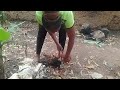 Slaughtering Rooster For Food In An African Village