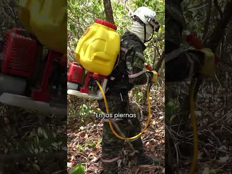 Así se apagan los voraces incendios que ya consumen 50 mil hectáreas en el Tolima | EL TIEMPO