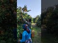 Harvesting Tangerine from Tangerine Garden