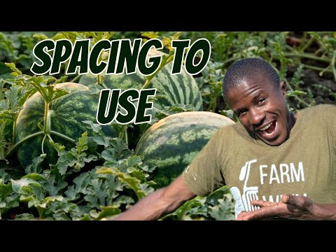 How to plant watermelon seeds and the spacing to use