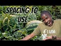 How To Plant Watermelon Seeds And The Spacing To Use