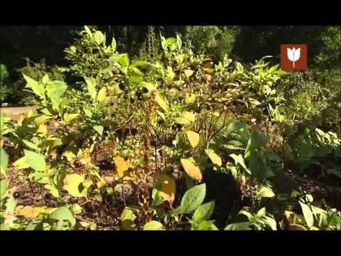 (36) Receptář prima nápadů, jedovaté rostliny 1