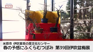 【アミンチュニュース】春の予感にふくらむつぼみ 第39回伊吹盆梅展（米原市）