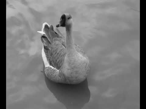 Hipertexto 34 - Muestra Fotográfica Filminuto. El Patito Feo