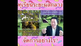 ทุเรียนระยะผลกลางจัดการอย่างไร?