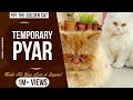 Temporary Pyar Adaab Kharoud Ft Kaka Fifi Ft Paro Fifi The Golden Cat