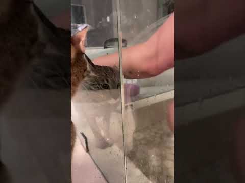 Giving our Savannah cat a bath!!