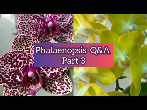 PHALAENOPSIS. Q & A PART -3
