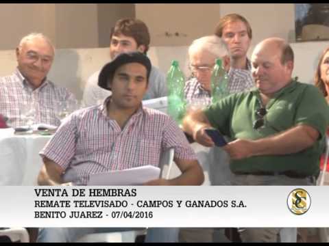 07-04-16 Venta de Hembras - Campos y Ganados S.A. - Remate T.V. - B. Juarez.