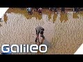 Der Harte Job Auf Einer Indischen Reisplantage Galileo ProSieben