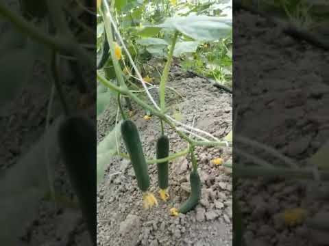 Seedless Cucumber Cultivation Gurkha 5232