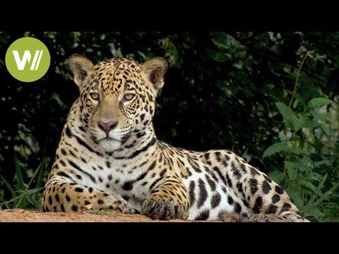 Brésil secret : Jaguar, le roi du Pantanal | Documentaire animalier - Partie 1/2